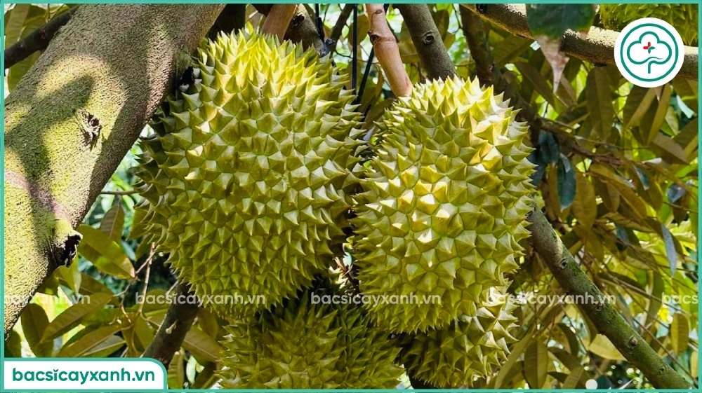 Trái Sầu riêng 90 ngày đến thu hoạch